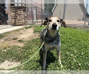 Bluetick Coonhound-Unknown Mix Dogs for adoption in Pueblo, CO, USA