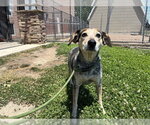 Small Bluetick Coonhound Mix
