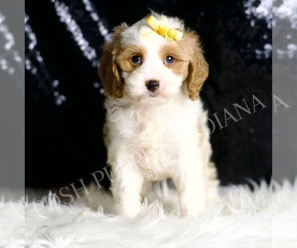 Medium Photo #5 Cavapoo Puppy For Sale in WARSAW, IN, USA