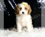 Small #3 Cavapoo