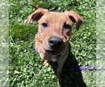 Small #4 Labrador Retriever Mix