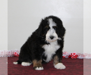 Miniature Bernedoodle Puppy for sale in PEACH BOTTOM, PA, USA