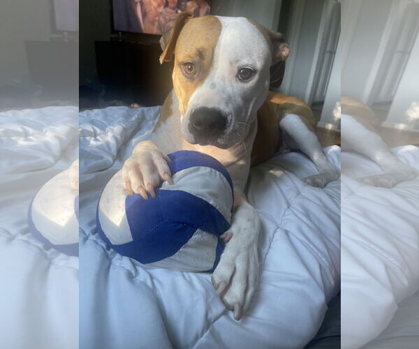 Medium Photo #1 American Pit Bull Terrier-Staffordshire Bull Terrier Mix Puppy For Sale in Princeton, MN, USA