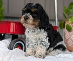 Small Photo #43 Cockapoo (Miniature) Puppy For Sale in GOSHEN, IN, USA