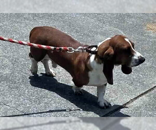 Medium Photo #2 Basset Hound Puppy For Sale in Deepwater, NJ, USA