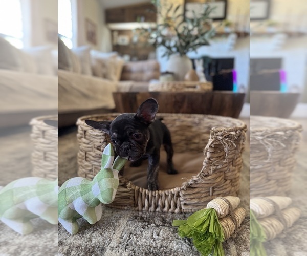 Medium Photo #18 French Bulldog Puppy For Sale in BONNEAU, SC, USA