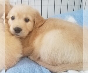 Golden Retriever Puppy for sale in HELENWOOD, TN, USA