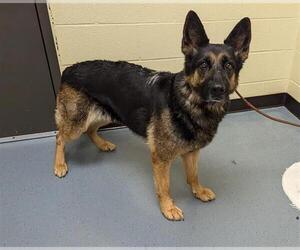 German Shepherd Dog Dogs for adoption in Denver, CO, USA