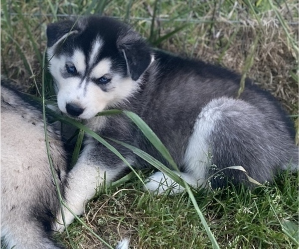 Medium Photo #9 Siberian Husky Puppy For Sale in WORTHINGTON, KY, USA