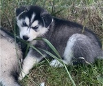 Small Photo #9 Siberian Husky Puppy For Sale in WORTHINGTON, KY, USA