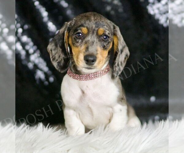 Medium Photo #6 Dachshund Puppy For Sale in WARSAW, IN, USA