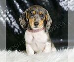 Small #5 Dachshund