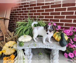 Chihuahua Puppy for Sale in NEW HAVEN, Indiana USA
