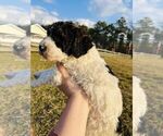 Small Photo #7 Poodle (Standard) Puppy For Sale in IRWINTON, GA, USA
