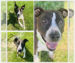 American Pit Bull Terrier-Unknown Mix Dogs for adoption in Westminster, MD, USA