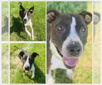 Small American Pit Bull Terrier Mix