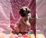 Small #2 Pug