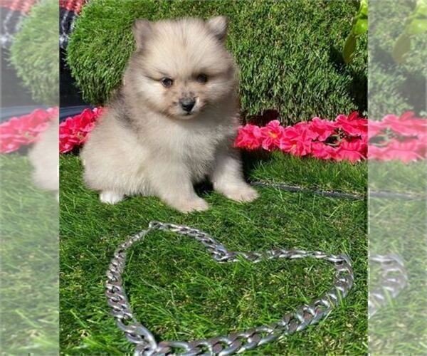 Medium Photo #17 Pomeranian Puppy For Sale in WEST PALM BEACH, FL, USA