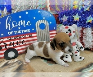 Dachshund Puppy for sale in CASSVILLE, MO, USA