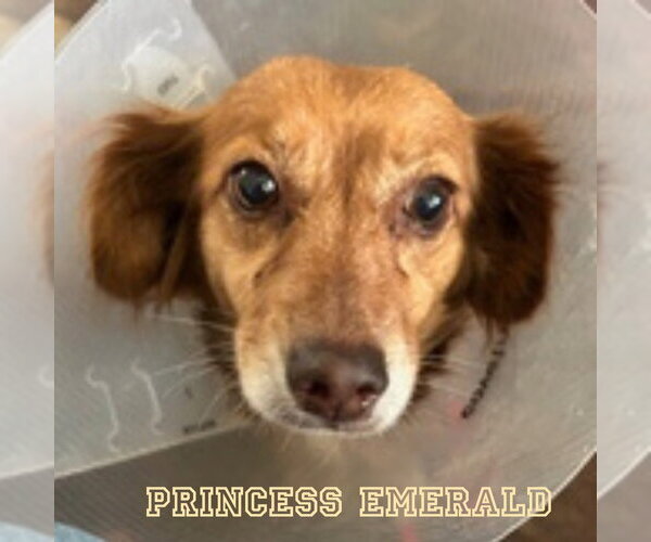 Medium Photo #14 Chiweenie Puppy For Sale in San Antonio, TX, USA