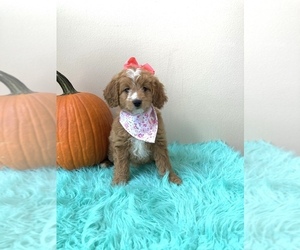Goldendoodle (Miniature) Puppy for sale in ORLANDO, FL, USA