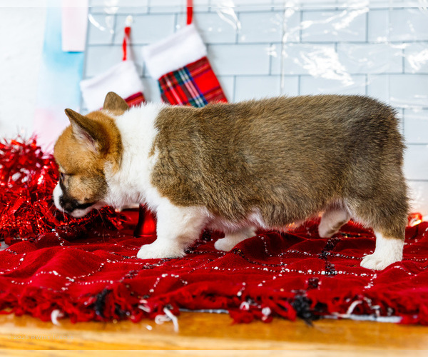 Medium Photo #23 Cardigan Welsh Corgi Puppy For Sale in WAKARUSA, IN, USA
