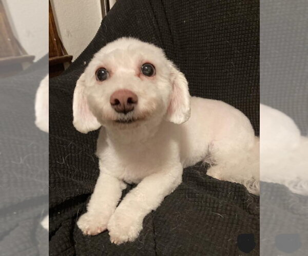 Medium Photo #7 Bichpoo Puppy For Sale in St. Louis Park, MN, USA