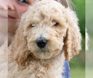 Poodle (Standard) Puppy for sale in WYALUSING, PA, USA