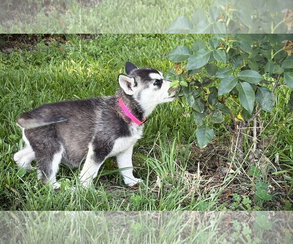 Medium Photo #1 Siberian Husky Puppy For Sale in Holly Hill, SC, USA