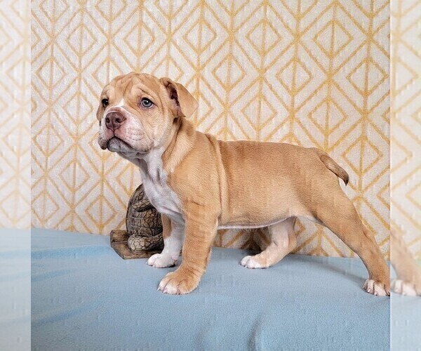 Medium Photo #7 Olde English Bulldogge Puppy For Sale in NEOSHO, MO, USA