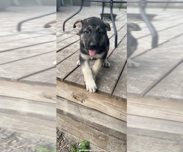 Medium Photo #1 German Shepherd Dog Puppy For Sale in ALACHUA, FL, USA