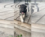 Small Photo #1 German Shepherd Dog Puppy For Sale in ALACHUA, FL, USA