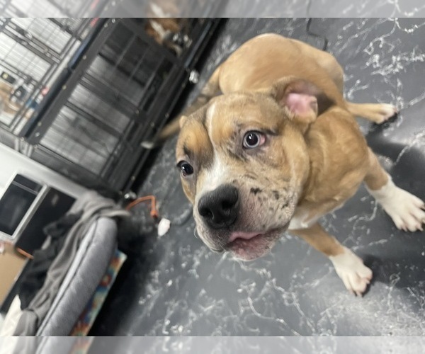Medium Photo #11 American Bully Puppy For Sale in REESEVILLE, WI, USA
