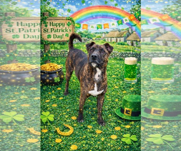 Medium Photo #2 Mutt Puppy For Sale in Sistersville, WV, USA