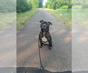 American Pit Bull Terrier-Unknown Mix Dogs for adoption in Duluth, MN, USA