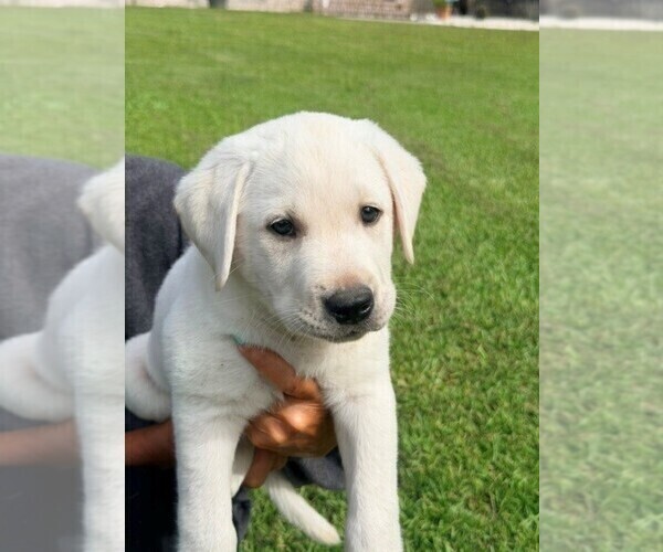 Medium Photo #3 Labrador Retriever Puppy For Sale in HAMPSTEAD, NC, USA