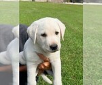 Litter of 8 - Male Labrador RetrieverLitter of Puppies for Sale - Photo #3