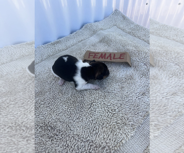 Medium Photo #15 Rat Terrier Puppy For Sale in DORA, MO, USA