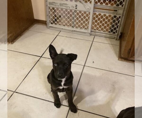 Medium Photo #1 Mutt Puppy For Sale in Spring, TX, USA