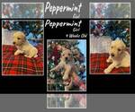 Image preview for Ad Listing. Nickname: Peppermint