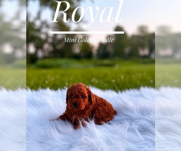 Medium Photo #2 Goldendoodle (Miniature) Puppy For Sale in LANSING, IL, USA