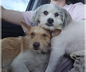 Pancake - Male ShiChi Dog for Adoption - Photo #4