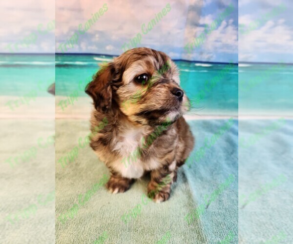 Medium Photo #2 Poovanese Puppy For Sale in TECUMSEH, MI, USA