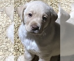 Small Photo #9 Labrador Retriever Puppy For Sale in SENOIA, GA, USA