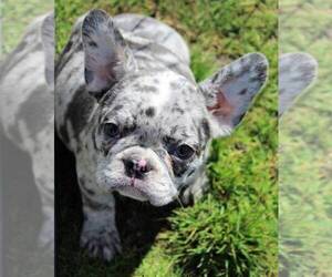French Bulldog Puppy for sale in SALEM, OR, USA