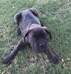 10 week old cane corso puppy