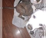 Small Photo #1 American Pit Bull Terrier Puppy For Sale in RIDGE MANOR, FL, USA