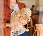 Small Photo #10 Poodle (Standard) Puppy For Sale in WAGENER, SC, USA
