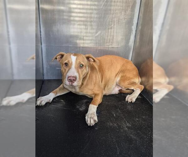 Medium Photo #1 American Staffordshire Terrier Puppy For Sale in San Antonio, TX, USA