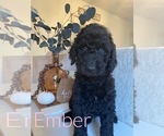 Small Photo #3 Goldendoodle Puppy For Sale in MOUNT AIRY, NC, USA